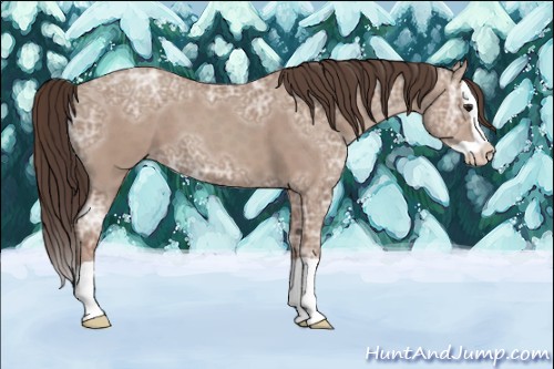 Horse Color:Classic Champagne Ice Splash 