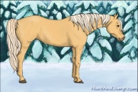 Horse Color:Palomino 