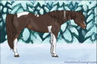 Horse Color:Liver Chestnut Sabino Tobiano 