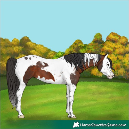 Horse Color:Bay Splash Tobiano