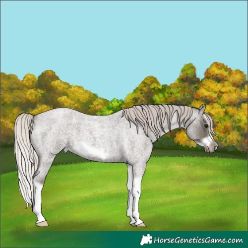 Horse Color:Silver Blue Roan Splash Frame 