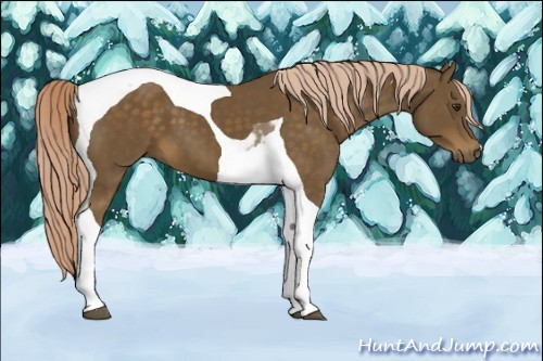 Horse Color:Chocolate Palomino Tobiano 