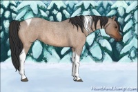 Horse Color:Bay Roan Dun Tobiano 