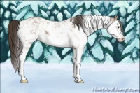 Horse Color:Classic Champagne Sabino Splash 