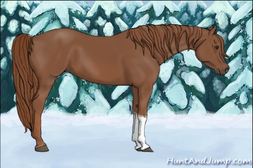 Horse Color:Chestnut Tobiano
