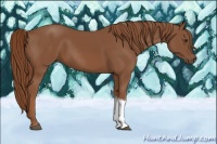Horse Color:Chestnut Tobiano
