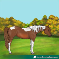 Horse Color:Chestnut Tobiano