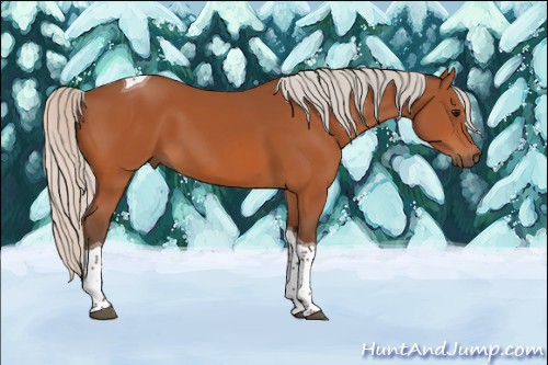 Horse Color:Silver Bay Sabino Tobiano