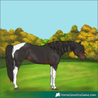 Horse Color:Liver Chestnut Tobiano 