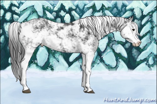 Horse Color:Black Sabino 