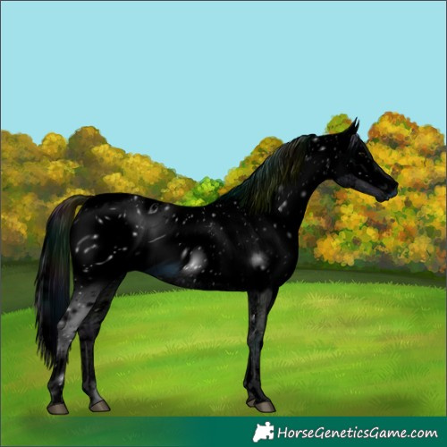 Horse Color:ERROR: UNKNOWN ANOMALY