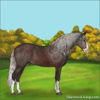 Horse Color:Silver Brown Splash
