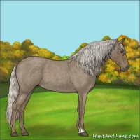 Horse Color:Silver Smoky Blue Roan 
