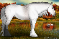 Horse Color:Gray Bay Rabicano