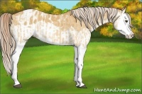 Horse Color:Palomino Dun Splash  and Palomino Dun Splash Appaloosa 