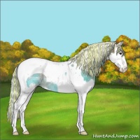 Horse Color:Painted Silver Bay Ice Splash Tobiano Rabicano 