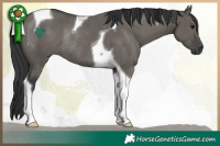 Horse Color:Grullo Tobiano Rabicano 