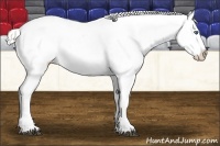Horse Color:Silver Bay Splash Near Leopard 