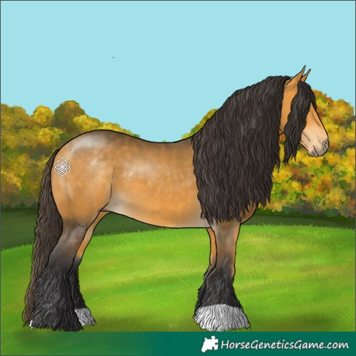 Horse Color:Buckskin 