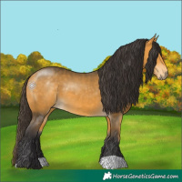 Horse Color:Buckskin 