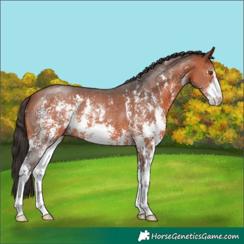 Horse Color:Bay Sabino 