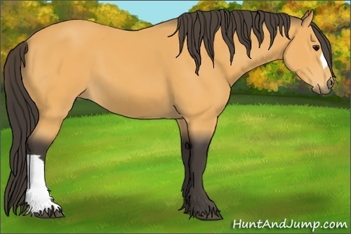 Horse Color:Buckskin 