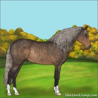 Horse Color:Silver Buckskin Rabicano