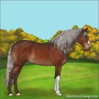 Horse Color:Silver Brown 