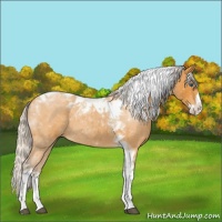 Horse Color:Silver Buckskin Roan Splash Tobiano