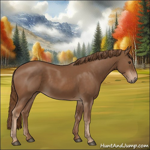 Horse Color:Chestnut 