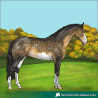 Horse Color:Buckskin 