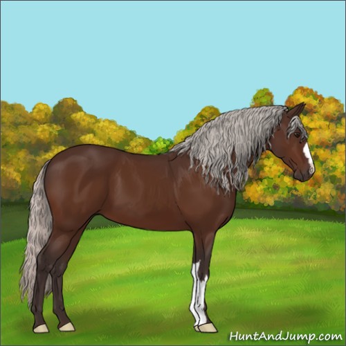 Horse Color:Silver Bay 