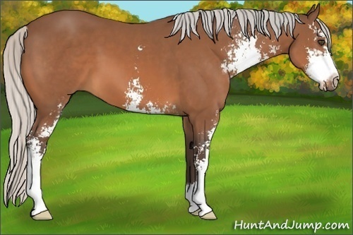 Horse Color:Silver Bay Sabino