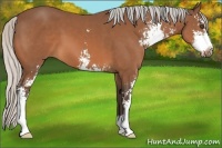 Horse Color:Silver Bay Sabino 