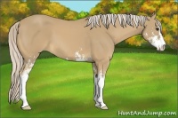 Horse Color:Palomino Sabino
