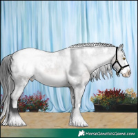 Horse Color:Platinum White Spotted Brown Sabino Splash Appaloosa