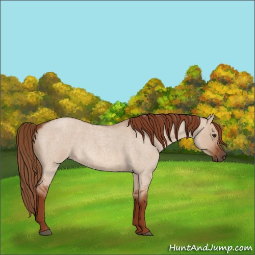 Horse Color:Red Dun Roan 