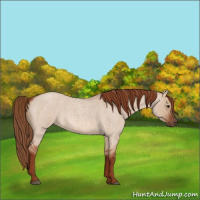 Horse Color:Red Dun Roan 