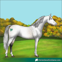 Horse Color:Gray Brown Dun Tobiano
