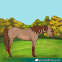 Horse Color:Red Dun 