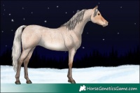 Horse Color:Silver Bay Roan Dun 