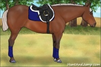 Horse Color:Silver Bay Sabino 