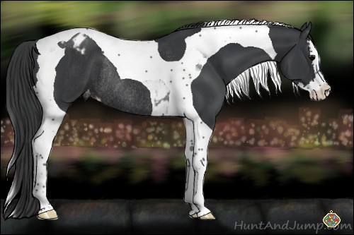Horse Color:Black Sabino Splash Tobiano Varnish Rabicano