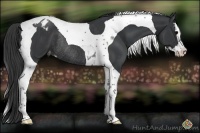 Horse Color:Black Sabino Splash Tobiano Varnish Rabicano