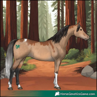 Horse Color:Bay Dun Tobiano Rabicano