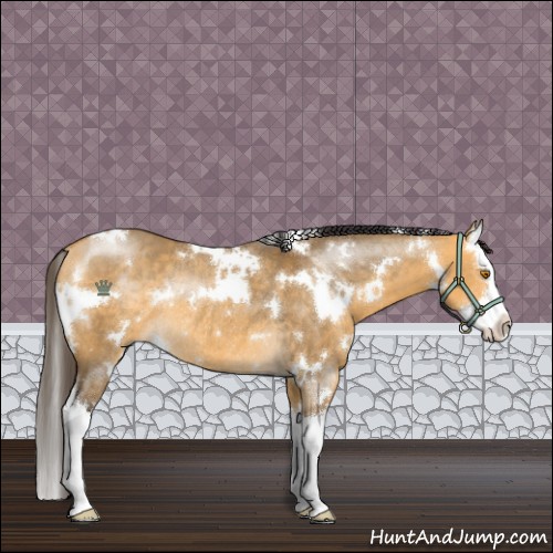 Horse Color:White Spotted Buckskin Dun Splash Rabicano