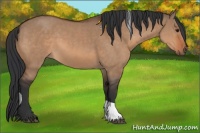 Horse Color:Bay Dun and Bay Dun Tobiano