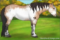 Horse Color:Bay Dun Frame  and Bay Dun Frame 