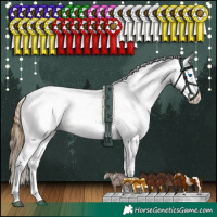 Horse Color:White Spotted Buckskin Dun Sabino Splash Appaloosa Rabicano