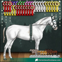 Horse Color:White Spotted Buckskin Dun Sabino Splash Blanket Rabicano 